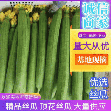 丝瓜精品丝瓜河南丝瓜条形好产地直供大量供应