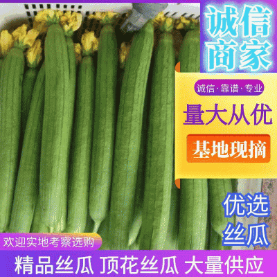 丝瓜精品丝瓜河南丝瓜条形好产地直供大量供应