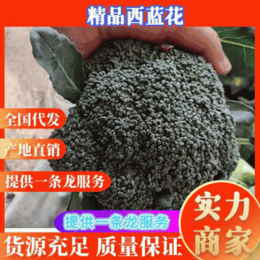 【推荐】西蓝花兰花河南西蓝花量大质优商超直供