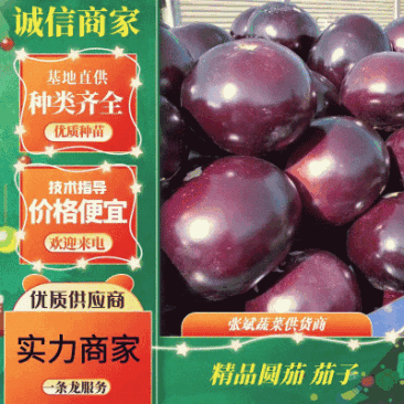 【精品】圆茄紫光圆茄圆茄子大量上市产地直发全国发货