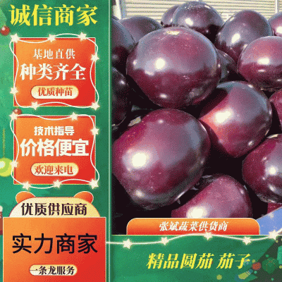 【精品】圆茄紫光圆茄圆茄子大量上市产地直发全国发货