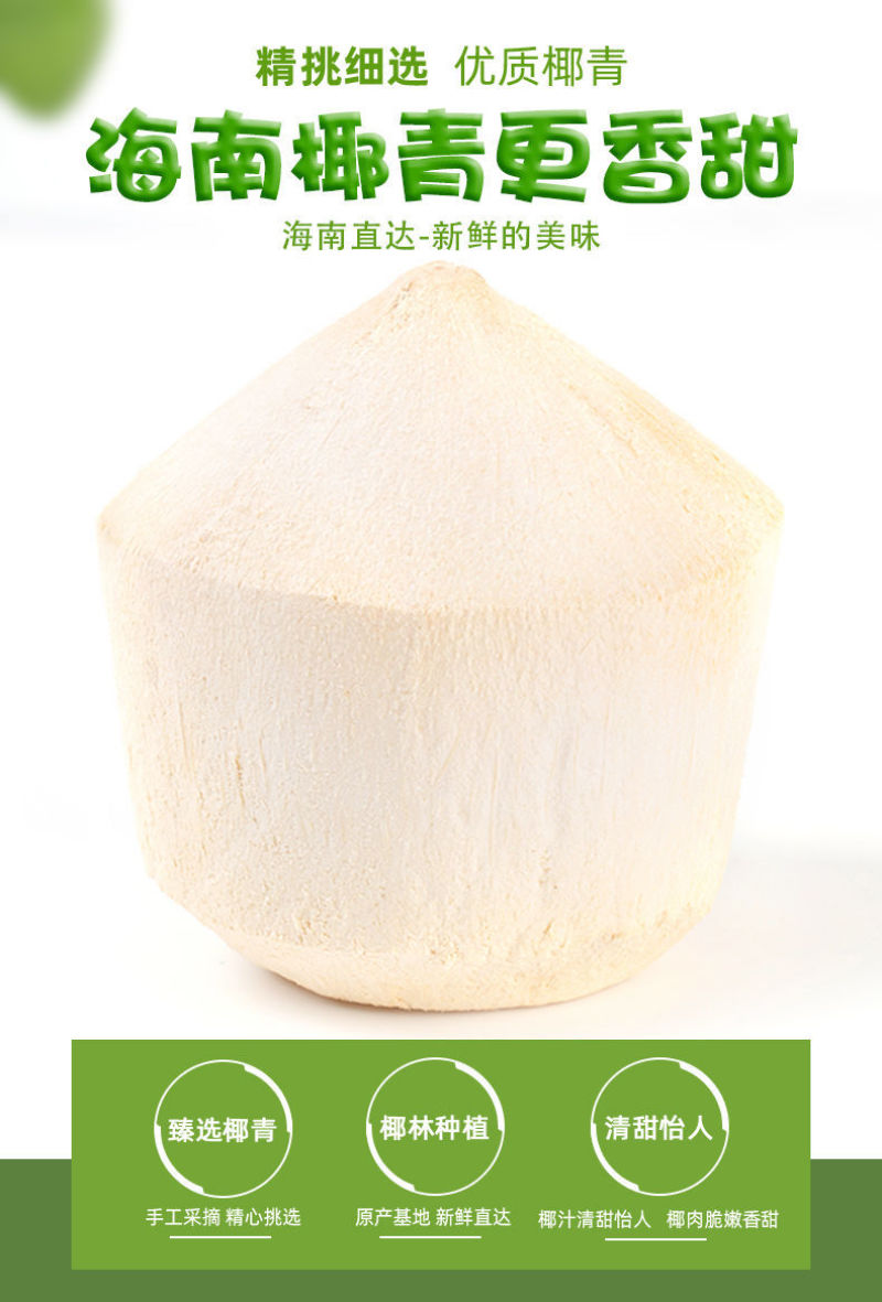 椰青海南特产椰子新鲜水果孕妇椰皇毛椰榨椰汁椰肉6/9大果