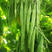 精品金龙王架豆种子高产青扁芸豆种子豆角种孑特长豇豆种