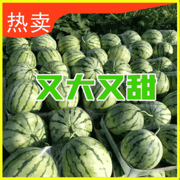 8424西瓜大量上市中，基地直销，可对接批发商超，来咨询