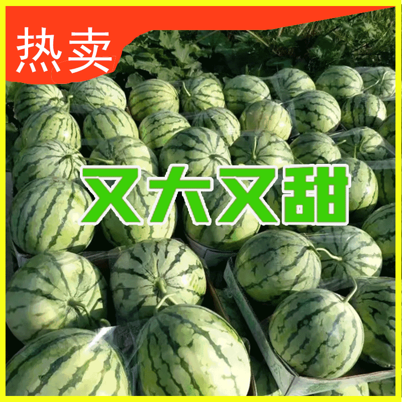 8424西瓜大量上市中，基地直销，可对接批发商超，来咨询