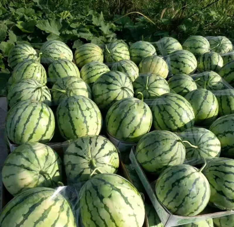 麒麟西瓜大量上市,8-15斤,客户需求保质量,包甜超好吃