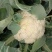 菜花大量上市了，货源充足，现采现发，对接全国市场