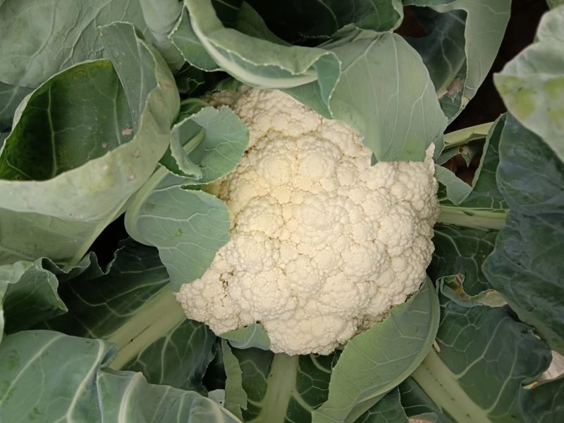 菜花大量上市了，货源充足，现采现发，对接全国市场