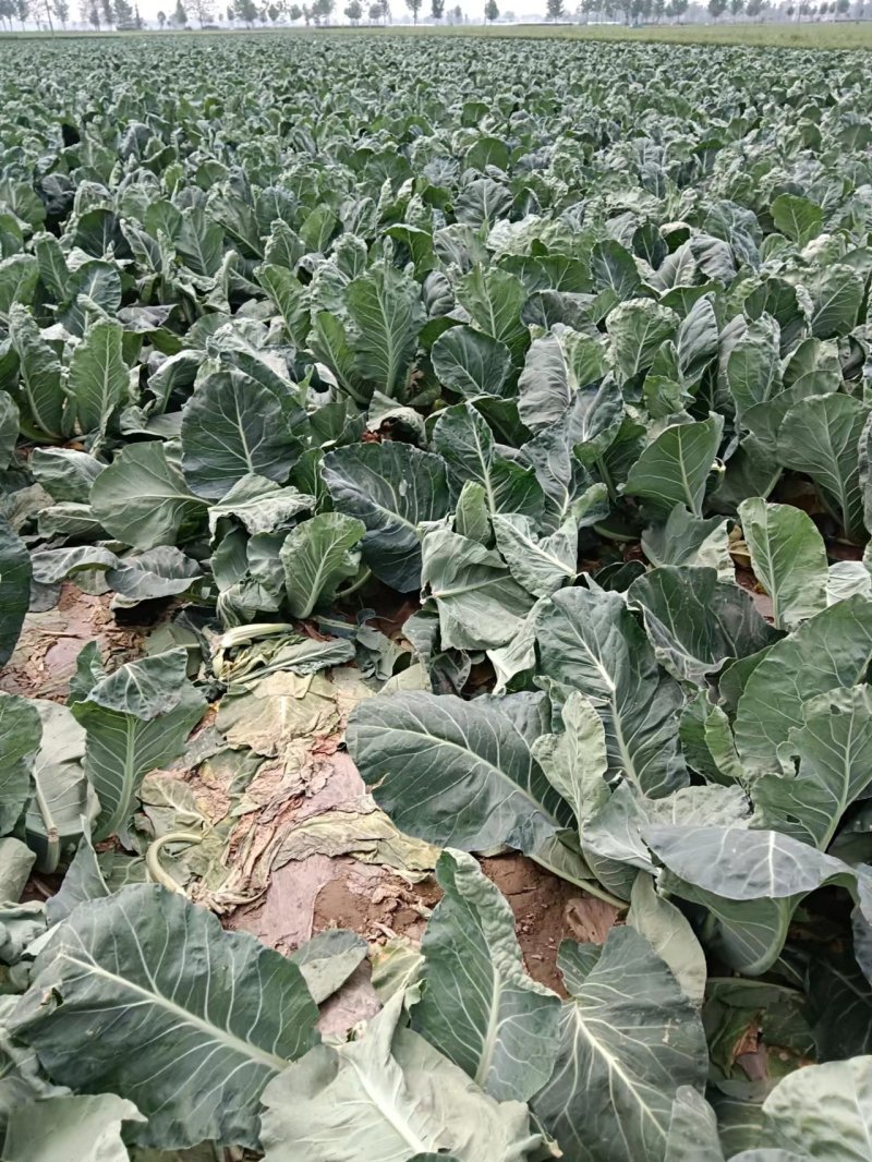 菜花大量上市了，货源充足，现采现发，对接全国市场