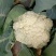 菜花大量上市了，货源充足，现采现发，对接全国市场
