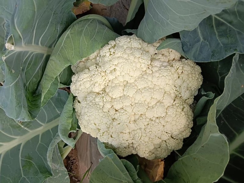 菜花大量上市了，货源充足，现采现发，对接全国市场