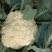 菜花大量上市了，货源充足，现采现发，对接全国市场