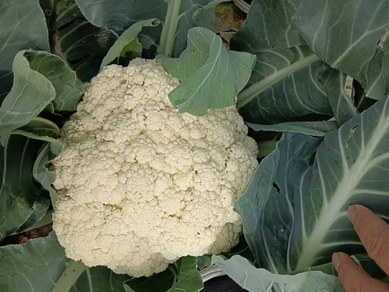 菜花大量上市了，货源充足，现采现发，对接全国市场