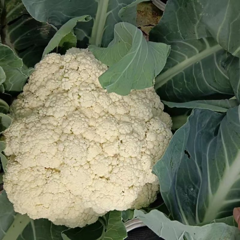 菜花大量上市了，货源充足，现采现发，对接全国市场