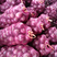 【热卖】紫皮洋葱产地供货品质保证对接各类客户。