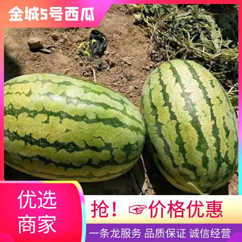 [金城5号西瓜批发]湖北襄阳宜城市西瓜 0.50元/斤精品湖北西 _ 一亩田