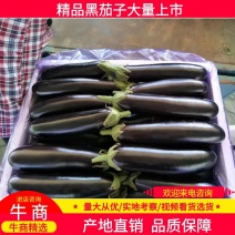 精品黑宝茄子，烧烤茄，黑宝，布莱迪，大量上市质量保证