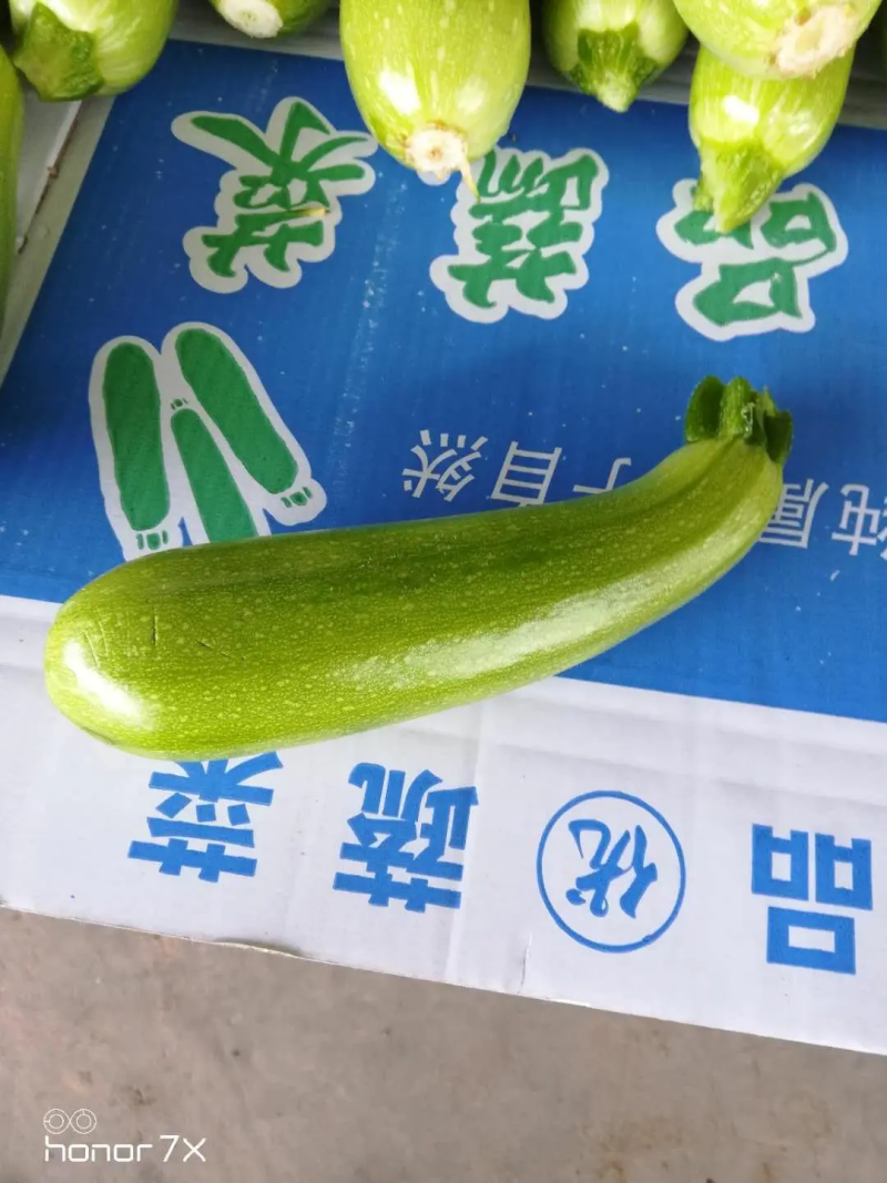 【西葫芦】绿皮西葫芦产地一手货源量大从优欢迎咨询