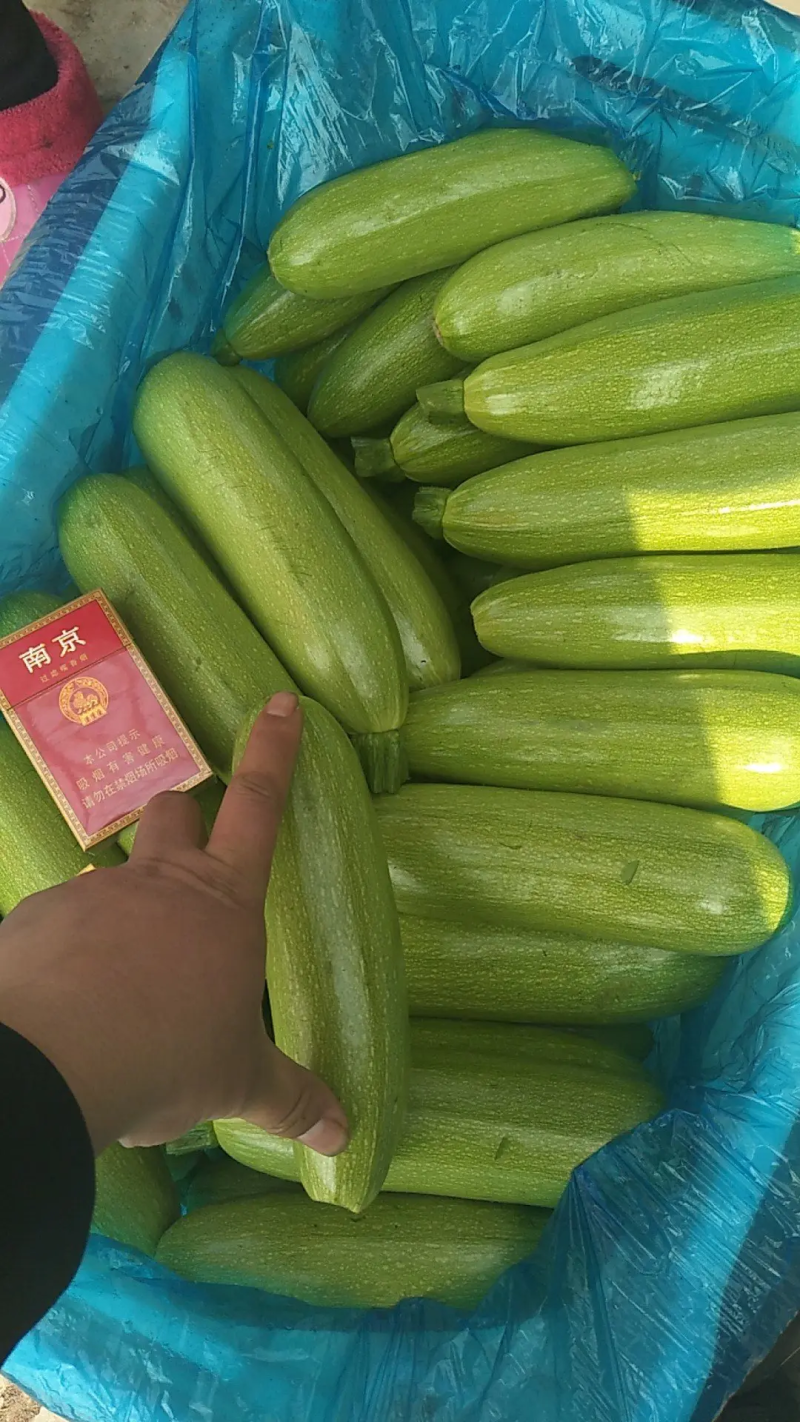 【西葫芦】绿皮西葫芦产地一手货源量大从优欢迎咨询