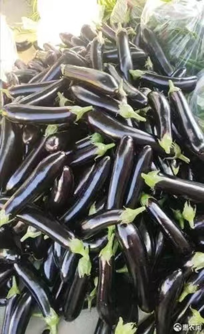 【推荐】茄子黑长茄烧烤茄黑宝茄产地直销商场直供
