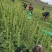 四川高原三青莴笋，皮青肉青，无空心无脱节，欢迎进店