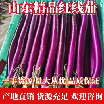 【茄子】红线茄精品尖头红线茄光度好质量保证全国发货