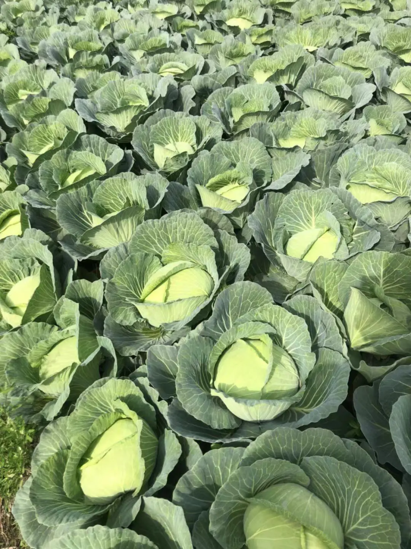 【推荐】包菜湖南扁包菜精品甘蓝产地直发一手货源价优