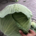 【推荐】包菜湖南扁包菜精品甘蓝产地直发一手货源价优