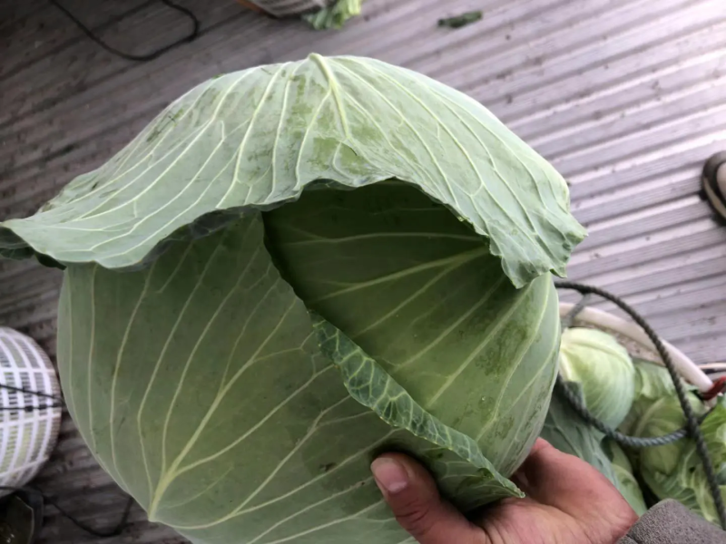 【推荐】包菜湖南扁包菜精品甘蓝产地直发一手货源价优