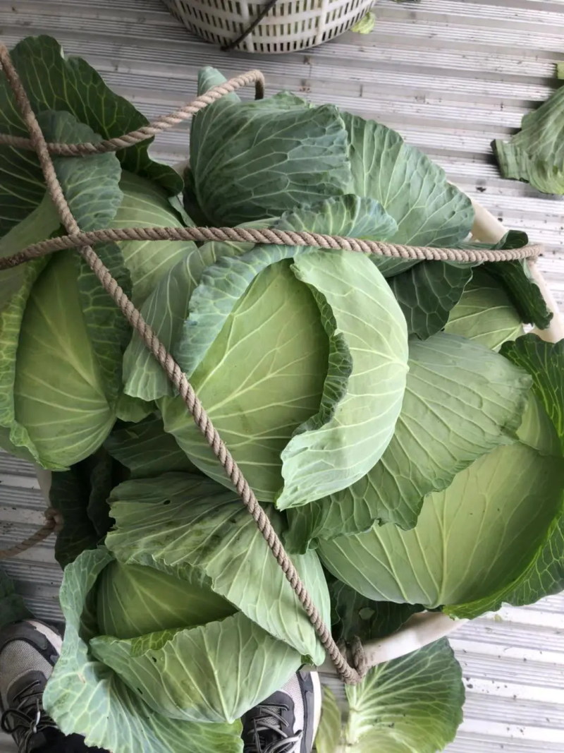 【推荐】包菜湖南扁包菜精品甘蓝产地直发一手货源价优