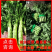 四川高原三青莴笋，皮青肉青，无空心无脱节，欢迎进店