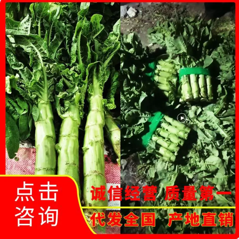 四川高原三青莴笋，皮青肉青，无空心无脱节，欢迎进店