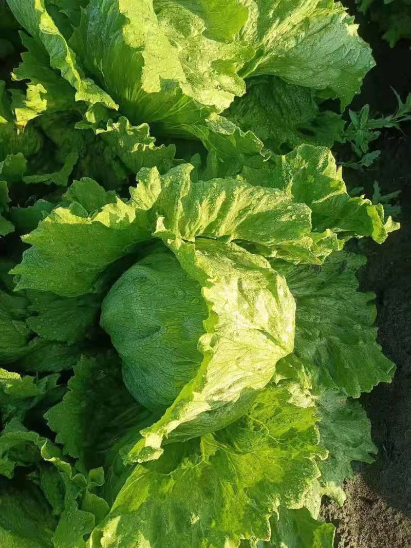 【热销】精品生菜，货源充足，基地直销，质量保证