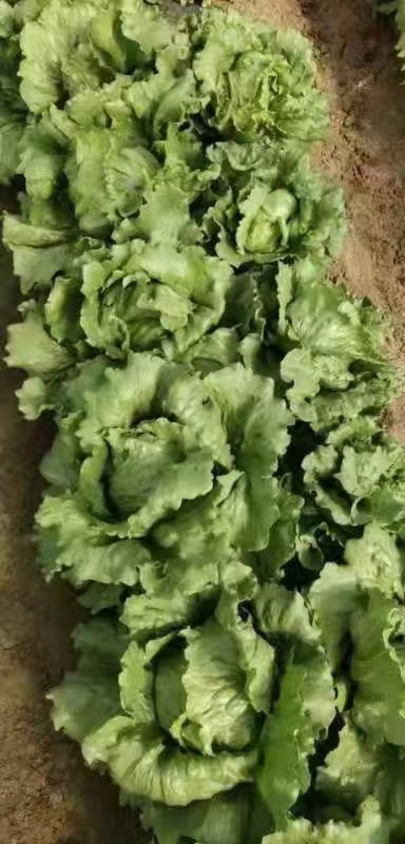 【热销】精品生菜，货源充足，基地直销，质量保证