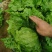 【热销】精品生菜,货源充足,基地直销,质量保证