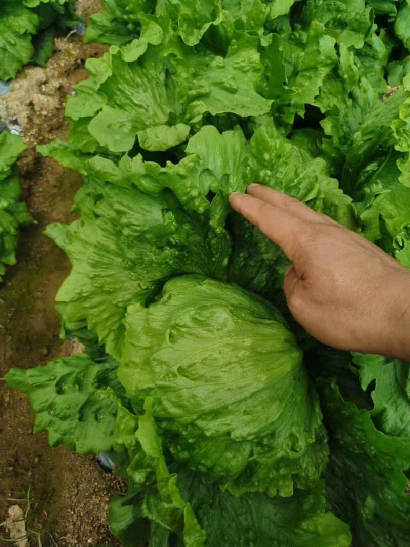 【热销】精品生菜，货源充足，基地直销，质量保证