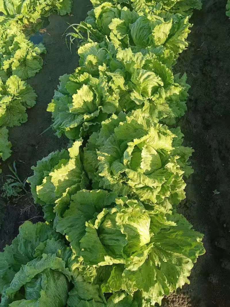 【热销】精品生菜，货源充足，基地直销，质量保证