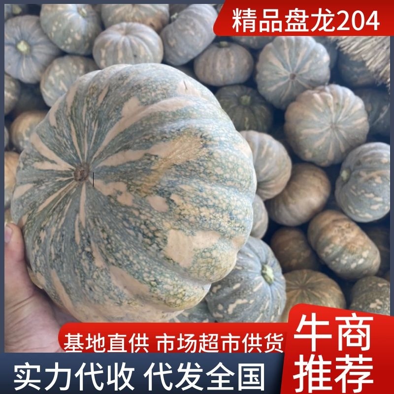 湖北嘉鱼县盘龙204南瓜产地直发货源充足欢迎咨询