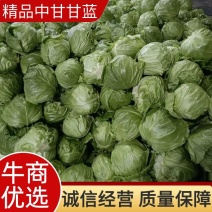 甘蓝聊城东昌府区量大干净质量突出可供市场商场团购电商零售