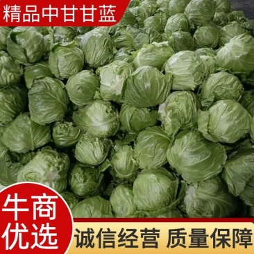 甘蓝聊城东昌府区量大干净质量突出可供市场商场团购电商零售