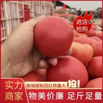 硬粉西红柿产地聊城量大精品全国代收代发商超