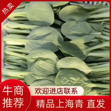 上海青，大量上货，精品中精品，可视频看货，全国产地代发。