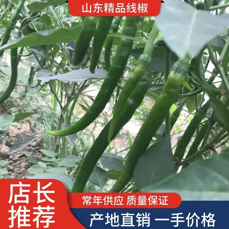 线椒山东聊城，精品黑线椒，细长个头匀无差异欢迎老板采购。