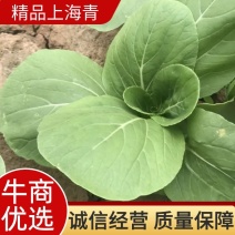 山东聊城上海青精品，页面大，叶片无虫眼，欢迎各地老板联系