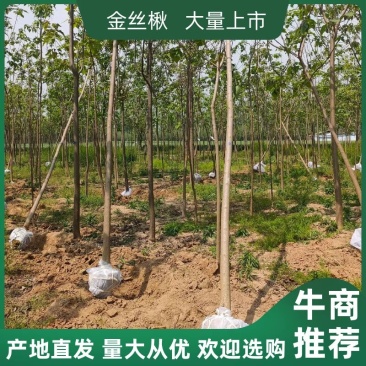 金丝楸树，3-6公分！4公分楸树，5公分楸树！3公分楸树