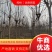 梓树5公分，8公分梓树，10公分梓树，12公分梓树