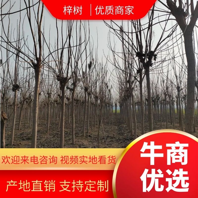 梓树5公分，8公分梓树，10公分梓树，12公分梓树