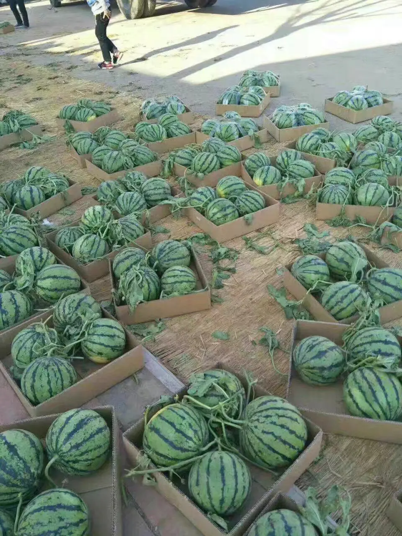 甜王西瓜大棚甜王西瓜大量上市熟度好价格便宜