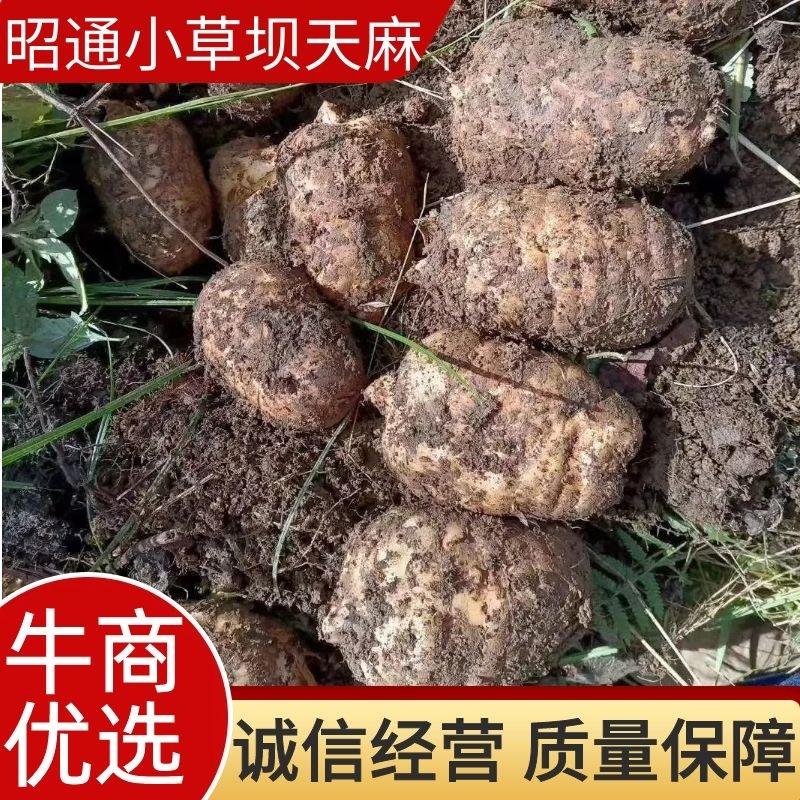 云南昭通小草坝新鲜天麻（正宗乌天麻）自产自销，基地直发