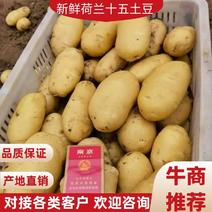 【新鲜】荷兰十五土豆/希森土豆/沃土土豆/黄心土豆供应